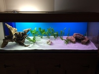 Aquarium Fish tank full setup Discus, Marine 790 litres