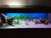 Aquarium Fish tank full setup Discus, Marine 790 litres