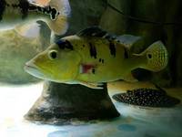 Various large Predator Fish; Dorado, Bass, Arowana,