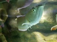 Various large Predator Fish; Dorado, Bass, Arowana,