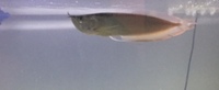 Silver Arowana. 14 inch 