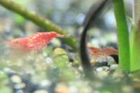 Red Cherry Shrimp