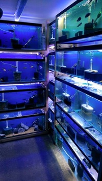 FISH TANKS