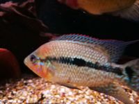 UMBEE CICHLIDS