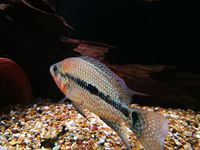 UMBEE CICHLIDS