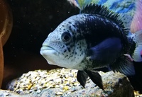 HAITIENSIS (BLACK NASTY CICHLID)