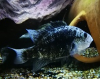 HAITIENSIS (BLACK NASTY CICHLID)