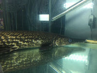 80cm alligator gar oddball RARE