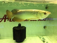 AAA FULL HELMET 24 K CROSSBACK AROWANA