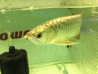 AAA FULL HELMET 24 K CROSSBACK AROWANA