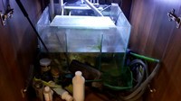 salt water aquarium for sale