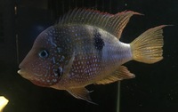 Thorichthys Maculipinnis/Thorichthys Ellioti/Ellioti Cichlid