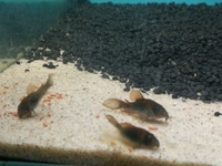 Bronze Corydoras