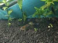 Bronze Corydoras