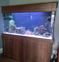 230L / 50G Full Marine or Tropical Setup