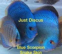 JUST DISCUS BUY 5 GET 1 FREE from ONLY £32 @3-3.5” and thousands of top quality Discus to choose from and the biggest selection in the U.K. Cheapest prices guaranteed.