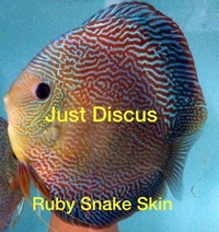 JUST DISCUS BUY 5 GET 1 FREE from ONLY £32 @3-3.5” and thousands of top quality Discus to choose from and the biggest selection in the U.K. Cheapest prices guaranteed.