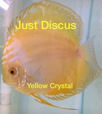 JUST DISCUS BUY 5 GET 1 FREE from ONLY £32 @3-3.5” and thousands of top quality Discus to choose from and the biggest selection in the U.K. Cheapest prices guaranteed.