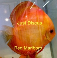 JUST DISCUS BUY 5 GET 1 FREE from ONLY £32 @3-3.5” and thousands of top quality Discus to choose from and the biggest selection in the U.K. Cheapest prices guaranteed.