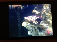 Live corals, inverts, fish in Marine tank Red Sea max 250 with sump £450 Ono