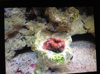 Live corals, inverts, fish in Marine tank Red Sea max 250 with sump £450 Ono