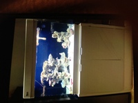 Live corals, inverts, fish in Marine tank Red Sea max 250 with sump £450 Ono