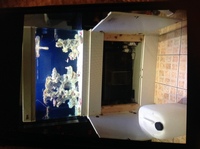 Live corals, inverts, fish in Marine tank Red Sea max 250 with sump £450 Ono