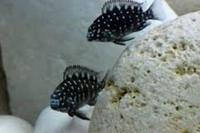 Cichlid for sale.Young Tropheus Duboisi Maswa