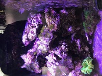 Complete contents of 4x2x2 reef tank