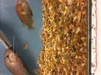 j2o cichlids premium fish