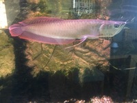 Silver Asian Arowana