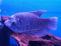 Giant Gourami now in stock @ The Aquatic Store Bristol 09.05.18