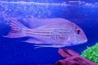 Oddball, Predator, South American Cichlids STOCK LIST @ The Aquatic Store Bristol 09.05.18