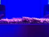 Good Selection of Polypterus (Bichir) @ The Aquatic Store Bristol 09.05.18