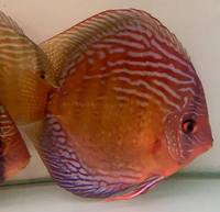 discus breeding pair wild x