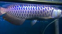 NEW AROWANA SHIPMENTS ARRIVING PLANET AROWANA