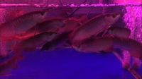 NEW AROWANA SHIPMENTS ARRIVING PLANET AROWANA