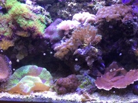 juwel 240l complete marine tank setup