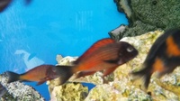 Only 16 - 20 Topheus Moliro babies left. Adult fish sold.