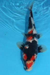 Koi for sale