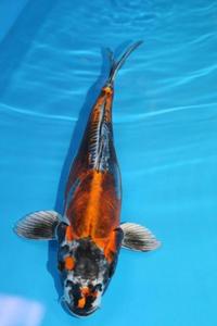 Koi for sale