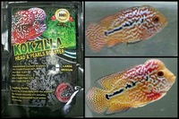 Kokzilla flowerhorn and big cichlid food