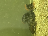 Plecos for sale