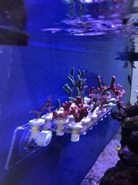 Coral Frag and Colonies for Sale