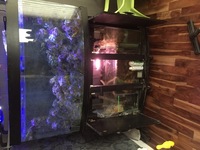 MARINE FISH TANK SET UP JEWEL 260 PLUS 180 ltr sump