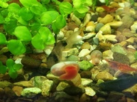 Blue & Pink Pearl Ramshorn snail