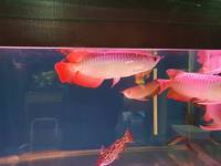 SUPER RED ASIAN AROWANA SHIPMENT IN STOCK