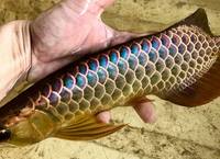 PLANET AROWANA