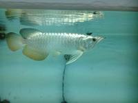 PLANET AROWANA