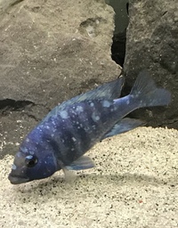 REDUCED - 4 Placidochromis Phenochilus Tanzania